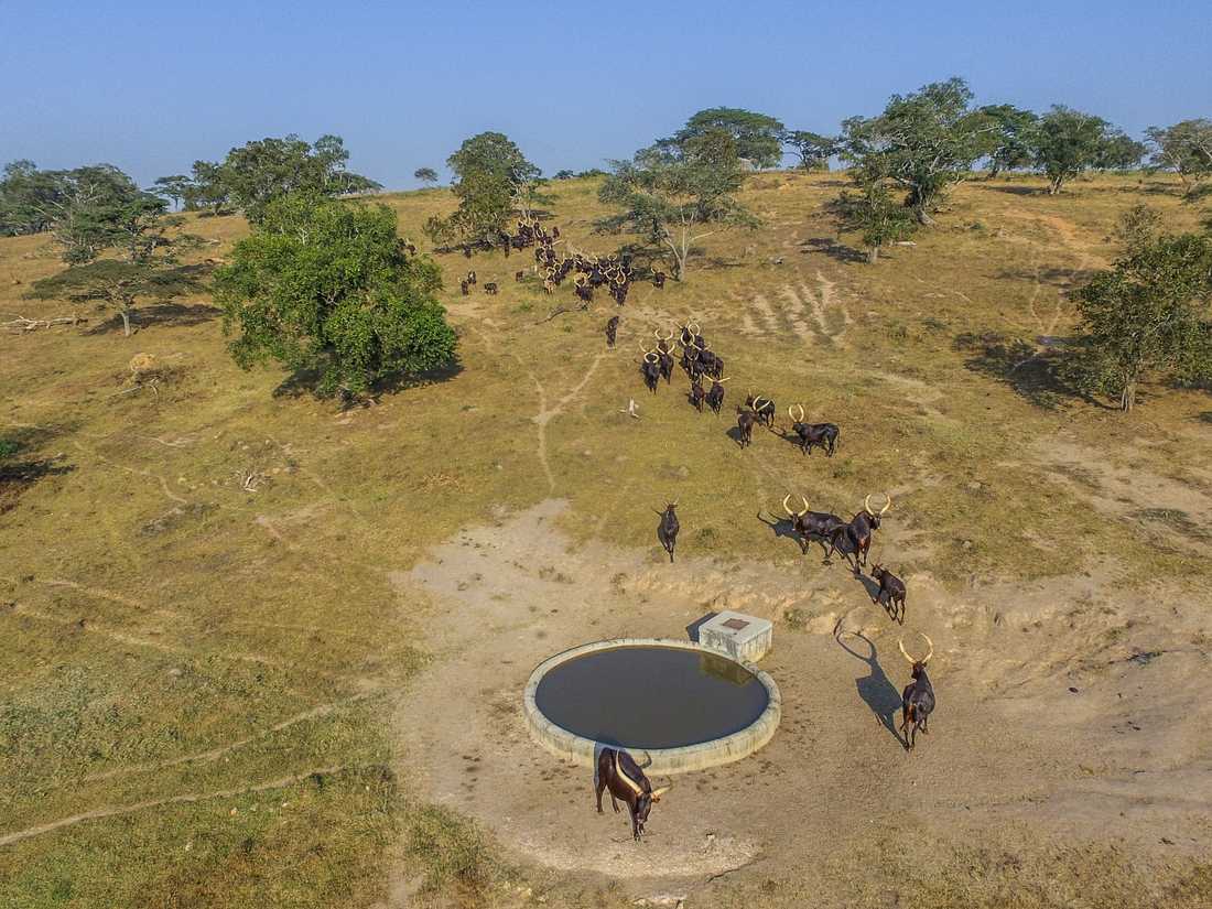 Aerial view of herd of Ankole cattle at watering point on a Ugandan ranch
